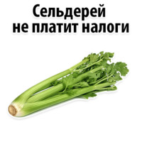 Факты о Сельдерее