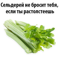 Факты о Сельдерее