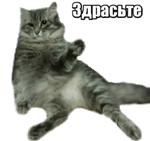 40 кошек
