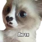 40 кошек
