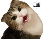40 кошек
