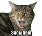 40 кошек