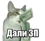 40 кошек