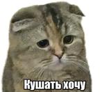 40 кошек