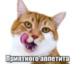 40 кошек