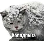 40 кошек