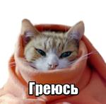 40 кошек