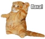 40 кошек