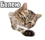 40 кошек