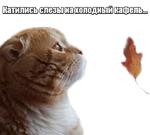 40 кошек