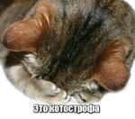 40 кошек