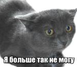 40 кошек