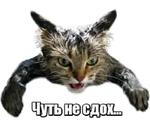 40 кошек