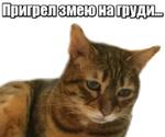 40 кошек