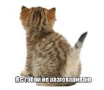 40 кошек
