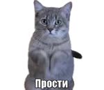 40 кошек