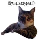 40 кошек
