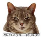40 кошек