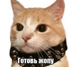 40 кошек