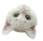 40 кошек