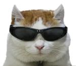 40 кошек
