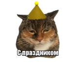 40 кошек