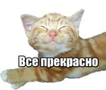 40 кошек