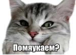 40 кошек