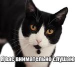 40 кошек