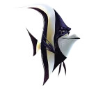 Finding Nemo