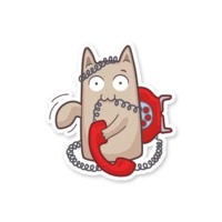 Серый котик