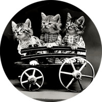 Коты Гарри Уиттера Фриса