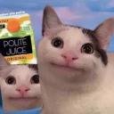 Polite Cat
