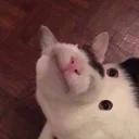 Polite Cat