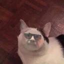 Polite Cat
