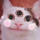 Polite Cat
