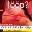 Polite Cat