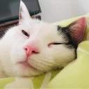Polite Cat