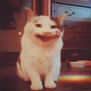 Polite Cat