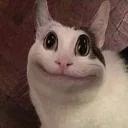 Polite Cat