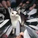 Polite Cat