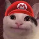 Polite Cat