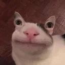 Polite Cat