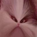 Polite Cat
