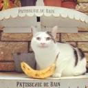 Polite Cat
