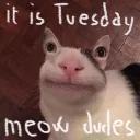 Polite Cat