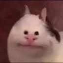 Polite Cat