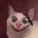Polite Cat