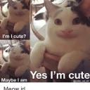 Polite Cat