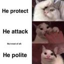 Polite Cat